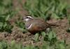 Dotterel at Wallasea Island (RSPB) (Jeff Delve) (54054 bytes)