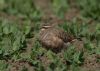 Dotterel at Wallasea Island (RSPB) (Jeff Delve) (62994 bytes)