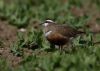 Dotterel at Wallasea Island (RSPB) (Jeff Delve) (49982 bytes)