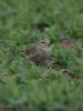 Dotterel at Wallasea Island (RSPB) (Jeff Delve) (40343 bytes)