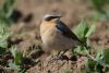 Wheatear at Wallasea Island (RSPB) (Jeff Delve) (54433 bytes)