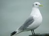 Kittiwake at Southend Pier (Steve Arlow) (58263 bytes)