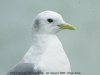 Kittiwake at Southend Pier (Steve Arlow) (59096 bytes)