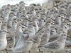 Knot at Wakering Stairs (Steve Arlow) (95091 bytes) Knot at Wakering Stairs (Steve Arlow) (95091 bytes)