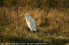 Little Egret at Fleet Head (Steve Arlow) (36737 bytes)