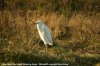 Little Egret at Fleet Head (Steve Arlow) (36737 bytes)