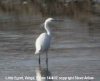 Little Egret at Vange Marsh (RSPB) (Steve Arlow) (11419 bytes) Little Egret at Vange Marsh (RSPB) (Steve Arlow) (11419 bytes)