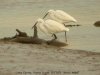 Little Egret at Potton Creek (Steve Arlow) (61203 bytes) Little Egret at Potton Creek (Steve Arlow) (61203 bytes)