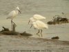 Little Egret at Potton Creek (Steve Arlow) (102512 bytes) Little Egret at Potton Creek (Steve Arlow) (102512 bytes)