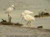 Little Egret at Potton Creek (Steve Arlow) (102512 bytes)