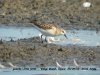 Little Stint at Vange Marsh (RSPB) (Steve Arlow) (107520 bytes)