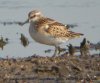 Little Stint at Vange Marsh (RSPB) (Steve Arlow) (66860 bytes) Little Stint at Vange Marsh (RSPB) (Steve Arlow) (66860 bytes)