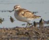 Little Stint at Vange Marsh (RSPB) (Steve Arlow) (66860 bytes)