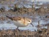 Little Stint at Vange Marsh (RSPB) (Steve Arlow) (104418 bytes)