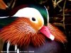 Mandarin Duck at Southchurch Hall Park (Steve Arlow) (34389 bytes) Mandarin Duck at Southchurch Hall Park (Steve Arlow) (34389 bytes)