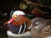 Mandarin Duck at Southchurch Hall Park (Steve Arlow) (23545 bytes) Mandarin Duck at Southchurch Hall Park (Steve Arlow) (23545 bytes)