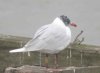 Mediterranean Gull at Southend Pier (Paul Griggs) (25943 bytes)