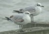 Mediterranean Gull at Southend Pier (Paul Griggs) (33962 bytes)