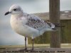 Mediterranean Gull at Southend Pier (Steve Arlow) (53896 bytes)