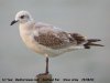 Mediterranean Gull at Southend Pier (Steve Arlow) (26474 bytes) Mediterranean Gull at Southend Pier (Steve Arlow) (26474 bytes)