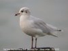 Mediterranean Gull at Southend Pier (Steve Arlow) (33407 bytes)