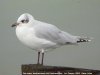 Mediterranean Gull at Southend Pier (Steve Arlow) (53882 bytes) Mediterranean Gull at Southend Pier (Steve Arlow) (53882 bytes)