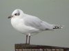 Mediterranean Gull at Southend Pier (Steve Arlow) (53882 bytes)