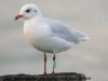 Mediterranean Gull at Southend Pier (Steve Arlow) (36855 bytes)