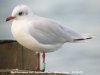 Mediterranean Gull at Southend Pier (Steve Arlow) (33768 bytes)