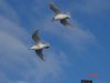 Mediterranean Gull at Southend Pier (Paul Griggs) (12694 bytes)