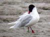 Mediterranean Gull at Two Tree Island (Don Petrie) (66133 bytes)