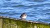 Purple Sandpiper at Southend Pier (Alan Shearman) (69429 bytes)