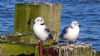 Kittiwake at Southend Pier (Alan Shearman) (75567 bytes)