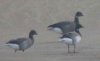 Pale-bellied Brent Goose at Two Tree Island (West) (Paul Griggs) (14984 bytes) Pale-bellied Brent Goose at Two Tree Island (West) (Paul Griggs) (14984 bytes)