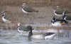 Pale-bellied Brent Goose at Two Tree Island (West) (Paul Griggs) (56022 bytes) Pale-bellied Brent Goose at Two Tree Island (West) (Paul Griggs) (56022 bytes)
