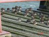 Purple Sandpiper at Southend Pier (Paul Griggs) (65722 bytes) Purple Sandpiper at Southend Pier (Paul Griggs) (65722 bytes)