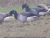 Pale-bellied Brent Goose at Fleet Head (Steve Arlow) (53416 bytes)