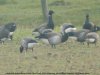 Pale-bellied Brent Goose at Fleet Head (Steve Arlow) (57875 bytes) Pale-bellied Brent Goose at Fleet Head (Steve Arlow) (57875 bytes)