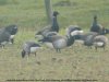 Pale-bellied Brent Goose at Fleet Head (Steve Arlow) (57875 bytes)