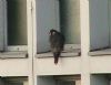 Peregrine Falcon at Baxter Avenue Southend (Don Petrie) (21882 bytes) Peregrine Falcon at Baxter Avenue Southend (Don Petrie) (21882 bytes)