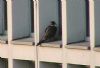 Peregrine Falcon at Baxter Avenue Southend (Don Petrie) (26581 bytes) Peregrine Falcon at Baxter Avenue Southend (Don Petrie) (26581 bytes)