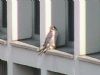 Peregrine Falcon at Baxter Avenue Southend (Don Petrie) (26344 bytes) Peregrine Falcon at Baxter Avenue Southend (Don Petrie) (26344 bytes)