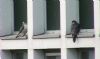 Peregrine Falcon at Baxter Avenue Southend (Don Petrie) (43970 bytes) Peregrine Falcon at Baxter Avenue Southend (Don Petrie) (43970 bytes)