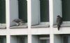 Peregrine Falcon at Baxter Avenue Southend (Don Petrie) (46939 bytes) Peregrine Falcon at Baxter Avenue Southend (Don Petrie) (46939 bytes)