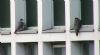 Peregrine Falcon at Baxter Avenue Southend (Don Petrie) (54079 bytes) Peregrine Falcon at Baxter Avenue Southend (Don Petrie) (54079 bytes)