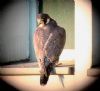 Peregrine Falcon at Baxter Avenue Southend (Don Petrie) (59372 bytes) Peregrine Falcon at Baxter Avenue Southend (Don Petrie) (59372 bytes)