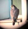 Peregrine Falcon at Baxter Avenue Southend (Don Petrie) (53339 bytes) Peregrine Falcon at Baxter Avenue Southend (Don Petrie) (53339 bytes)
