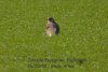 Peregrine Falcon at Paglesham Lagoon (Steve Arlow) (59008 bytes) Peregrine Falcon at Paglesham Lagoon (Steve Arlow) (59008 bytes)