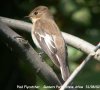Pied Flycatcher at Gunners Park (Steve Arlow) (26227 bytes) Pied Flycatcher at Gunners Park (Steve Arlow) (26227 bytes)