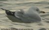 Ring-billed Gull at Westcliff Seafront (Steve Arlow) (12991 bytes)